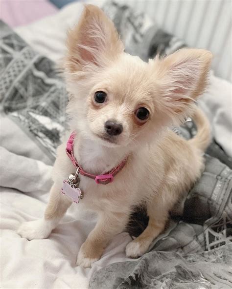 Teacup chihuahua for sale under dollar500 near me - Browse search results for teacup chihuahua puppies Pets and Animals for sale in USA. AmericanListed features safe and local classifieds for everything you need! 